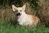 CORGI PEMBROKE 1041
